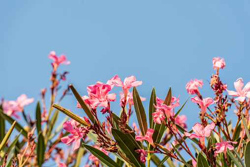 Large bush flowering  of purple flowers landscape plant isolated on white background and clipping path included.