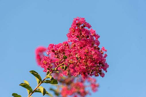 Pink Crepe Myrtle Flowers Against Clear Sky on a Summer Day on Mediterranean Coast