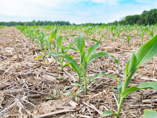 Agricultores americanos adotam práticas sustentáveis e enxergam potencial nas culturas de cobertura e plantio direto. Agricultores americanos adotam práticas sustentáveis e enxergam potencial nas culturas de cobertura e plantio direto.
