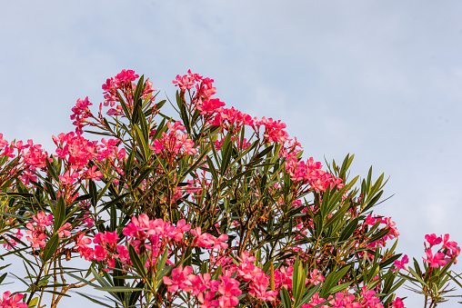 Pink Oleander Flowers Against Clear Sky on a Summer Day on Mediterranean Coast