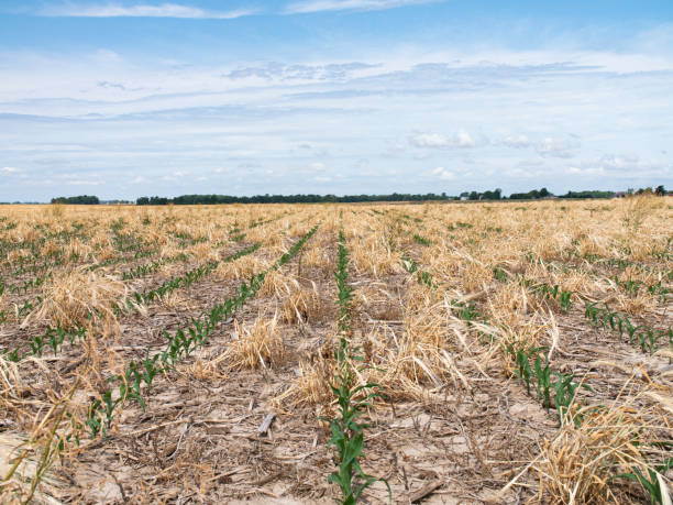 istock Corn growing in cereal rye cover crop residue, regenerative agriculture 1835477353