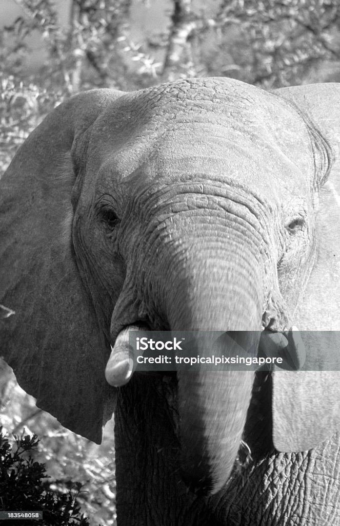 Южная Африка, Восточная провинция мыса, Африканский слон. - Стоковые фото Addo Elephant National Park роялти-фри