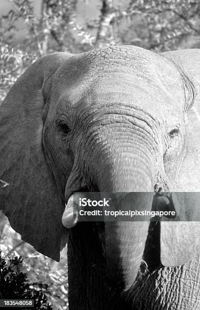 Южная Африка Восточная Провинция Мыса Африканский Слон — стоковые фотографии и другие картинки Addo Elephant National Park