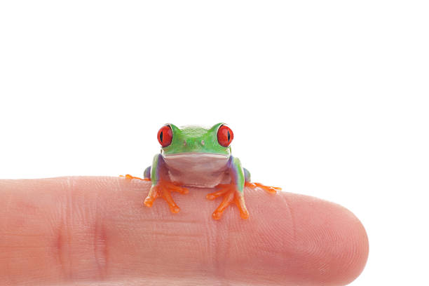 istock tame frog baby on human forefinger 183548068