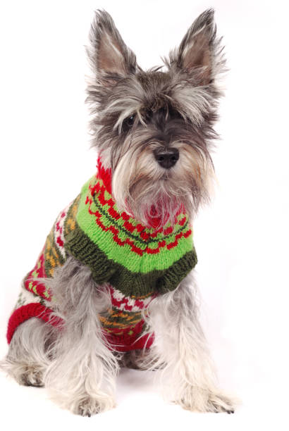 istock miniature schnauzer wearing woolen coat 183548198