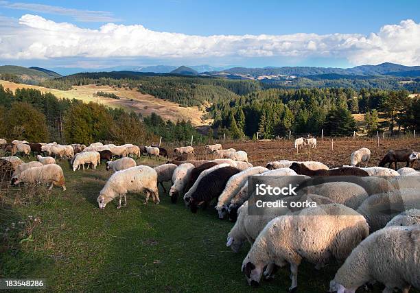 羊と子羊 - ヒツジのストックフォトや画像を多数ご用意 - ヒツジ, 人物なし, 偶蹄類