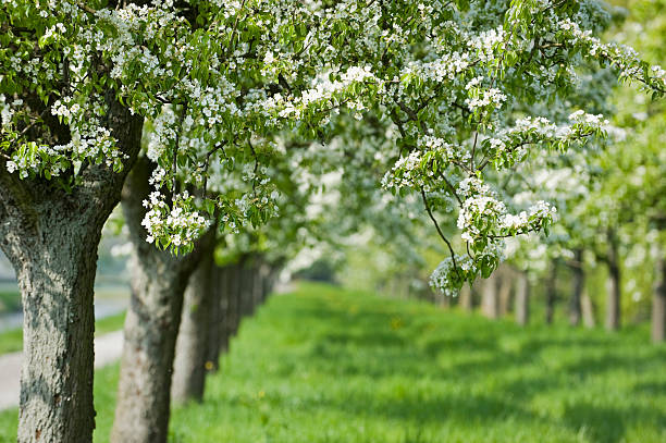 filari di alberi di primavera - baumreihe foto e immagini stock