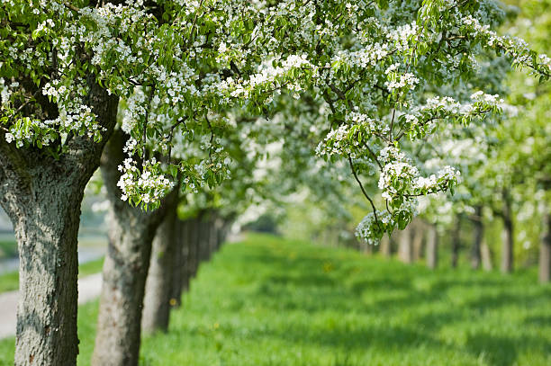 linhas de árvores na primavera - baumreihe imagens e fotografias de stock