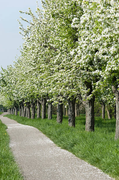 列の木の春 - baumreihe ストックフォトと画像