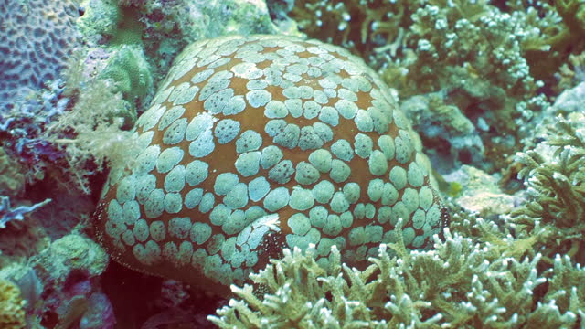 Pin-cushion star (Culcita novaeguineae) on coral reef