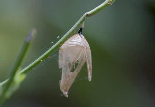 The empty pupa of the Monarch Butterfly. This image was taken about two weeks after the butterfly emerged. This case was produced when the caterpillar below pupated.