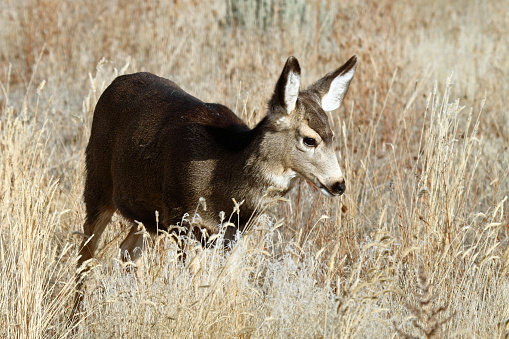 Mule Deer Doe in East Central Idaho.