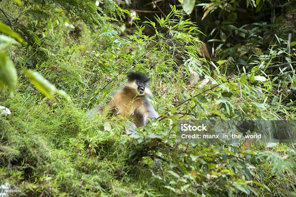 Kappenlangur - Lizenzfrei Affe Stock-Foto