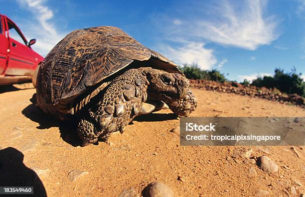 Sudafrica Orientale Della Provincia Del Capo Tartaruga - Fotografie stock e altre immagini di Animale