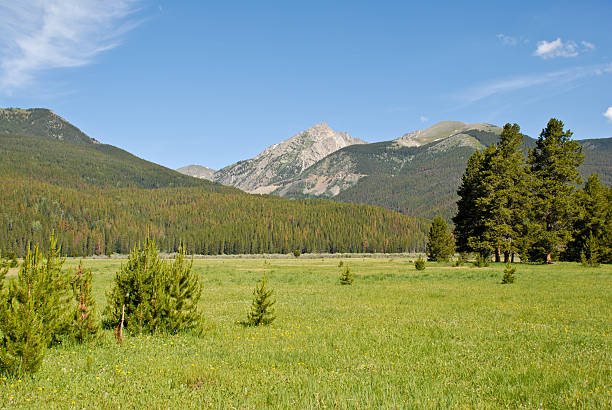 Bark Beetle Damage in the Rocky Mountains In this photo, damage from bark beetle infestation is evident in the red colored trees both in the foreground and the forested slope of Baker Peak. This devastation was seen from the Colorado River Trail near the Continental Divide in Rocky Mountain National Park, Colorado, USA. jeff goulden rocky mountain national park stock pictures, royalty-free photos & images