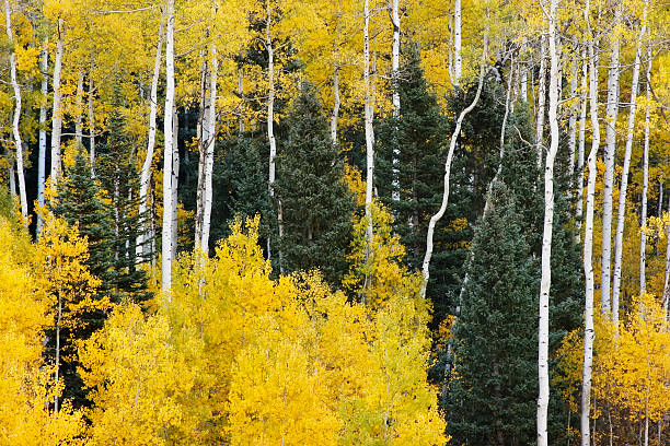 istock Aspen trees with fall color, San Juan National Forest, Colorado 183549901