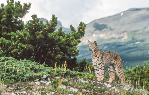 Iberian Lynx (Lynx pardinus) is a Wild Cat Species Endemic to the Iberian Peninsula in southwestern Europe. Wild Animal in Andujar, Spain. Wildlife Scene of Nature in Europe.