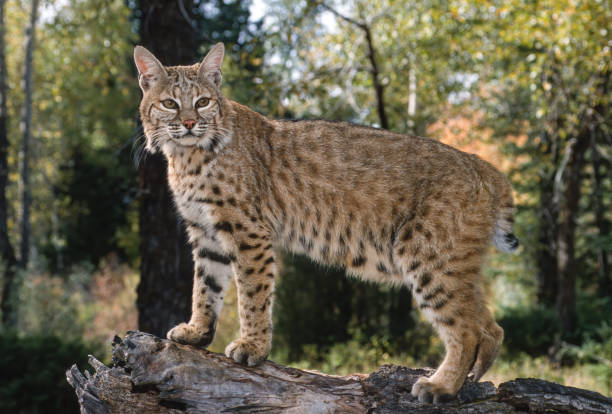 The bobcat (Lynx rufus), also known as the red lynx, is a medium-sized cat native to North America. It ranges from southern Canada through most of the contiguous United States to Oaxaca in Mexico. East Glacier, Montana. stock photo
