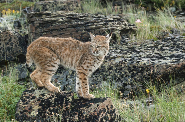 istock The bobcat (Lynx rufus), also known as the red lynx, is a medium-sized cat native to North America. It ranges from southern Canada through most of the contiguous United States to Oaxaca in Mexico. East Glacier, Montana. 1835504604