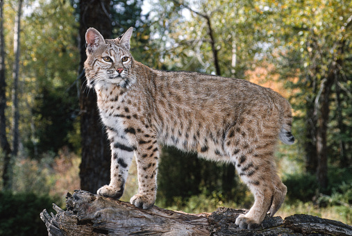 Eurasian Lynx in the natural environment, Eurasian Lynx in forest.