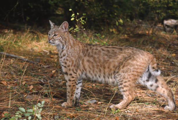 istock The bobcat (Lynx rufus), also known as the red lynx, is a medium-sized cat native to North America. It ranges from southern Canada through most of the contiguous United States to Oaxaca in Mexico. East Glacier, Montana. 1835505182
