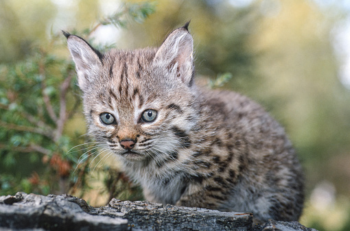 The bobcat (Lynx rufus), also known as the red lynx, is a medium-sized cat native to North America. It ranges from southern Canada through most of the contiguous United States to Oaxaca in Mexico. East Glacier, Montana. Bobcat kitten.