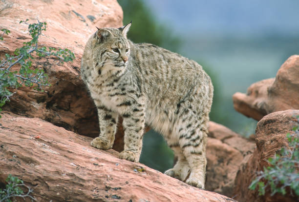 Eurasian LynxEurasian Lynx