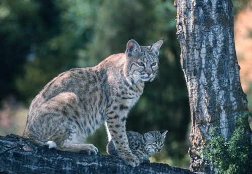 The bobcat (Lynx rufus), also known as the red lynx, is a medium-sized cat native to North America. It ranges from southern Canada through most of the contiguous United States to Oaxaca in Mexico. East Glacier, Montana.