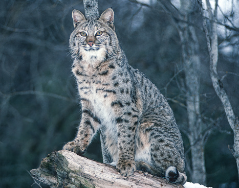 Siberian lynx sits beside pine tree and looks aside