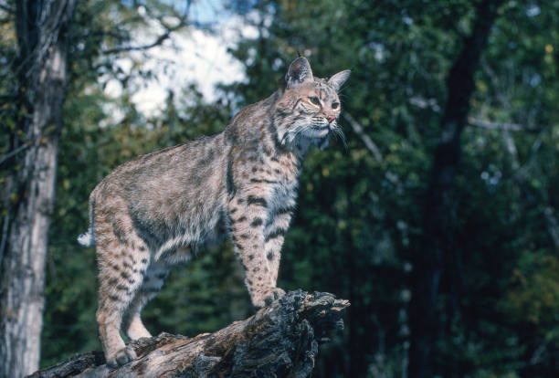istock The bobcat (Lynx rufus), also known as the red lynx, is a medium-sized cat native to North America. It ranges from southern Canada through most of the contiguous United States to Oaxaca in Mexico. East Glacier, Montana. 1835506778