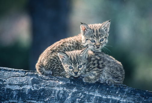 The bobcat (Lynx rufus), also known as the red lynx, is a medium-sized cat native to North America. It ranges from southern Canada through most of the contiguous United States to Oaxaca in Mexico. East Glacier, Montana. Bobcat kittens.