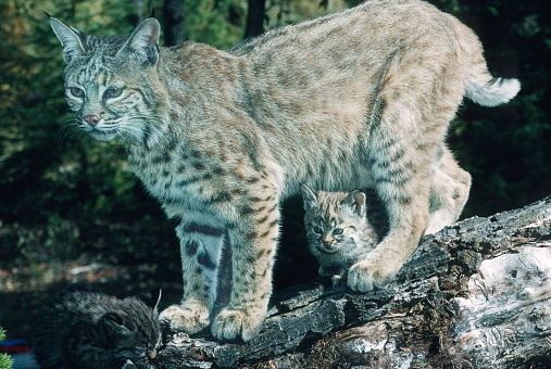The bobcat (Lynx rufus), also known as the red lynx, is a medium-sized cat native to North America. It ranges from southern Canada through most of the contiguous United States to Oaxaca in Mexico. East Glacier, Montana. Mother and young kitten.