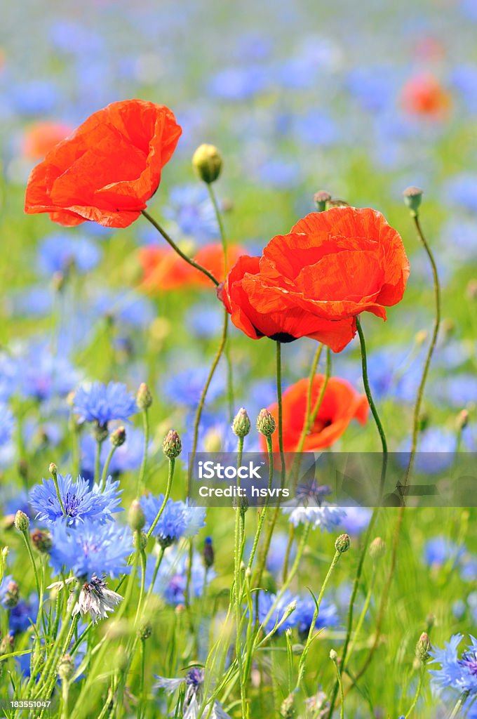 field with red Poppy and blue Corn flower - Mohnblumenfeld field with red Poppy and blue Corn flower - MohnblumenfeldSee also my other poppy and cornflower images: Cornflower Stock Photo