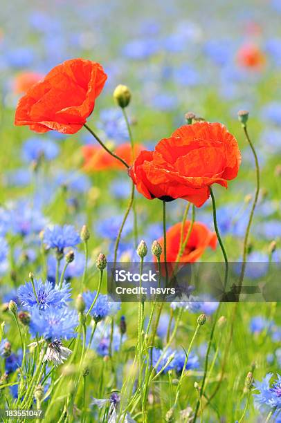 Field With Red Poppy And Blue Corn Flower Mohnblumenfeld Stock Photo - Download Image Now