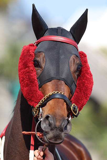 istock Horse head with Ear Plugs and Side Winkers 183551184