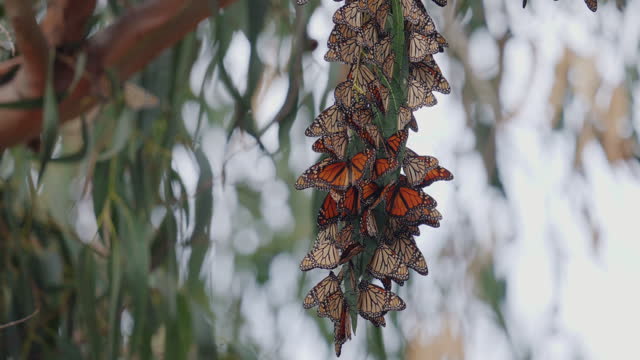 A kaleidoscope of Monarch butterflies, a fluttering sea of vibrant hues, painting the Eucalyptus tree with the delicate strokes of nature's masterpiece
