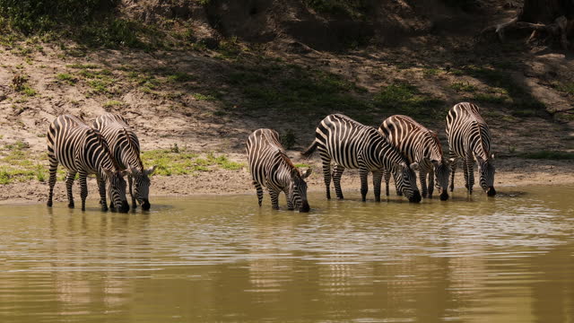 Group of zebras drinking at the waterhole
