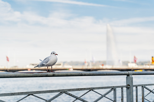 Seagull standing on a fence with Geneva water fountain (Jet d'Eau) and Mont Blanc bridge in the background in Switzerland.