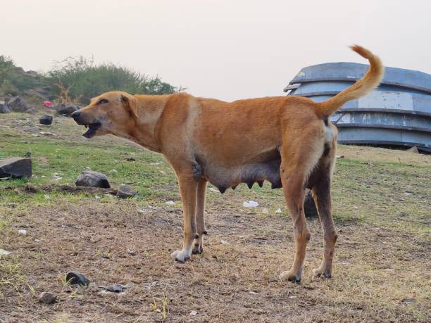 istock Indian dog female 1835521505