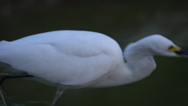 snowy egret fishing