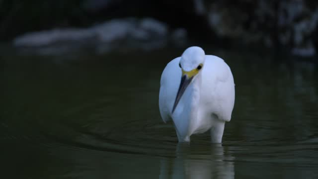 snowy egret fishing