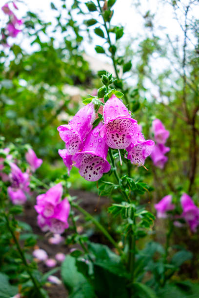 istock Pink Digitalis Flowers in the Morning Dew 1835549252