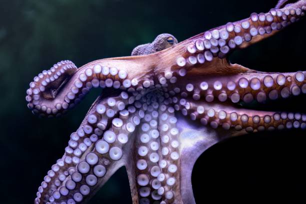 istock Closeup shot of an octopus displaying its tentacles 1835549660
