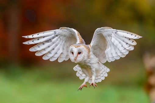 A beautiful barn owl during flight, Tyto alba