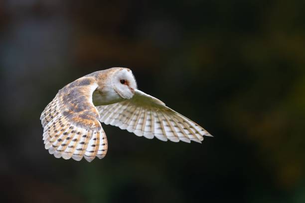 istock Beautiful barn owl during flight, Tyto alba 1835549804