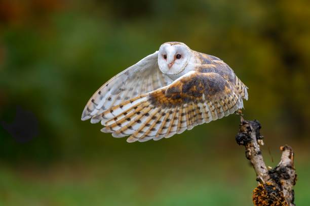 istock Beautiful barn owl taking off from a branch, Tyto alba 1835549807