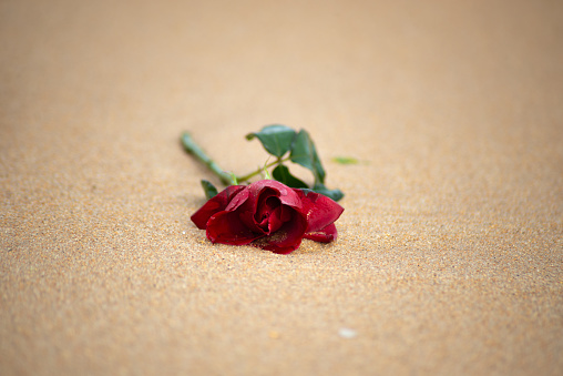 Close-up portrait of a red rose lying on the beach sand. romantic gift