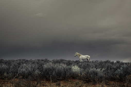 Lone mustang horse somewhere in New Mexican prairie