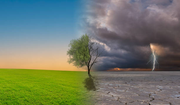 istock Climate change, Dead tree with air pollution and blizzard storm and green grass with beautiful sunlight sky metaphor world nature disaster and global warming concept. 1835562222