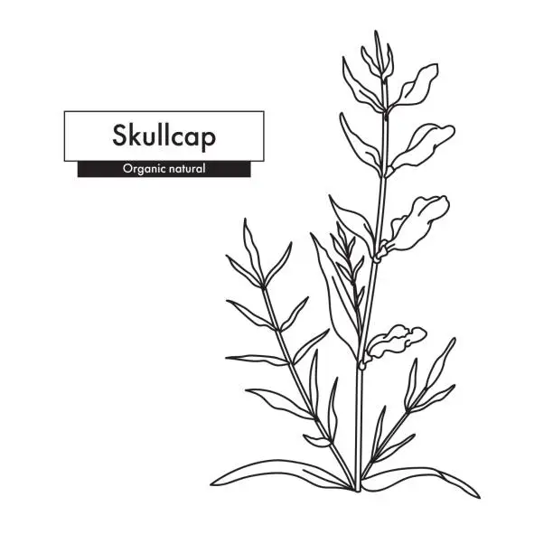 Vector illustration of American or blue skullcap (Scutellaria lateriflora). Line art drawing. Best for organic cosmetics, ayurveda, alternative medicine. Vector illustration.